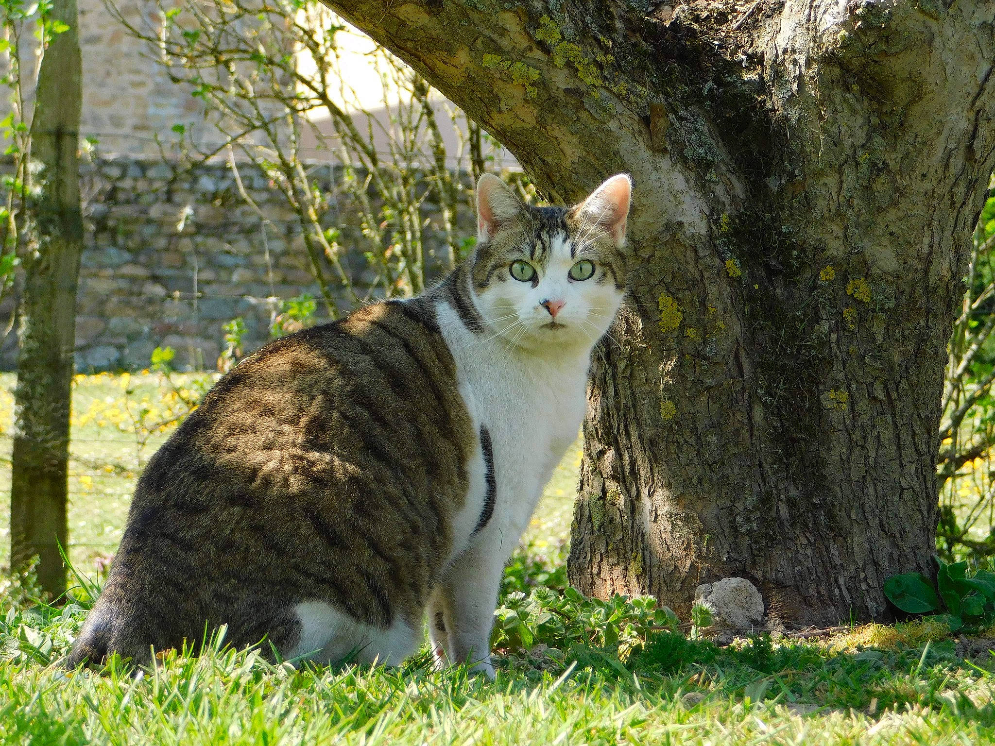 Gypsy a rejoint le concours — aidez-le/la à gagner de superbes lots ! carnivore, cat, domestic_short_haired_cat, fawn, felidae, fur, grass, groundcover, nature_reserve, plant, small_to_medium_sized_cats, snout, tail, terrestrial_animal, tree, trunk, whiskers, wildlife, wood, woody_plant