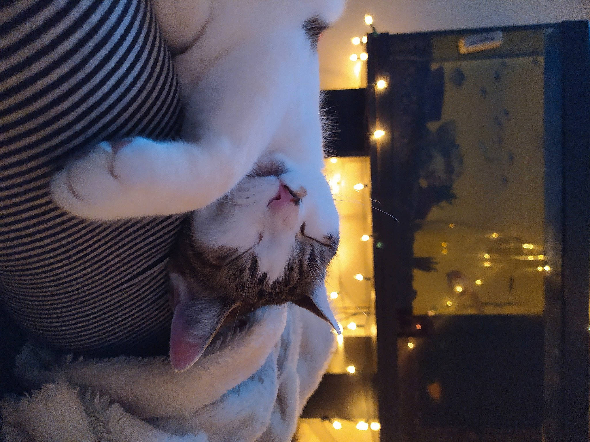 Gypsy a rejoint le concours — aidez-le/la à gagner de superbes lots ! beard, carnivore, companion_dog, dress, facial_hair, fawn, feather, felidae, finger, foot, gesture, jaw, leg, nail, small_to_medium_sized_cats, snout, sunglasses, tail, textile, whiskers