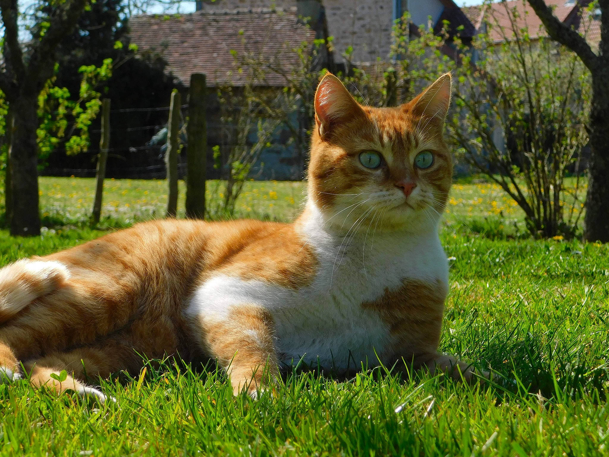 Zula participe au concours pour gagner de l'argent avec cette photo : art, carnivore, cat, domestic_short_haired_cat, fawn, felidae, fur, garden, grass, natural_landscape, plant, sitting, sky, small_to_medium_sized_cats, snout, tail, terrestrial_animal, tree, whiskers, wildlife