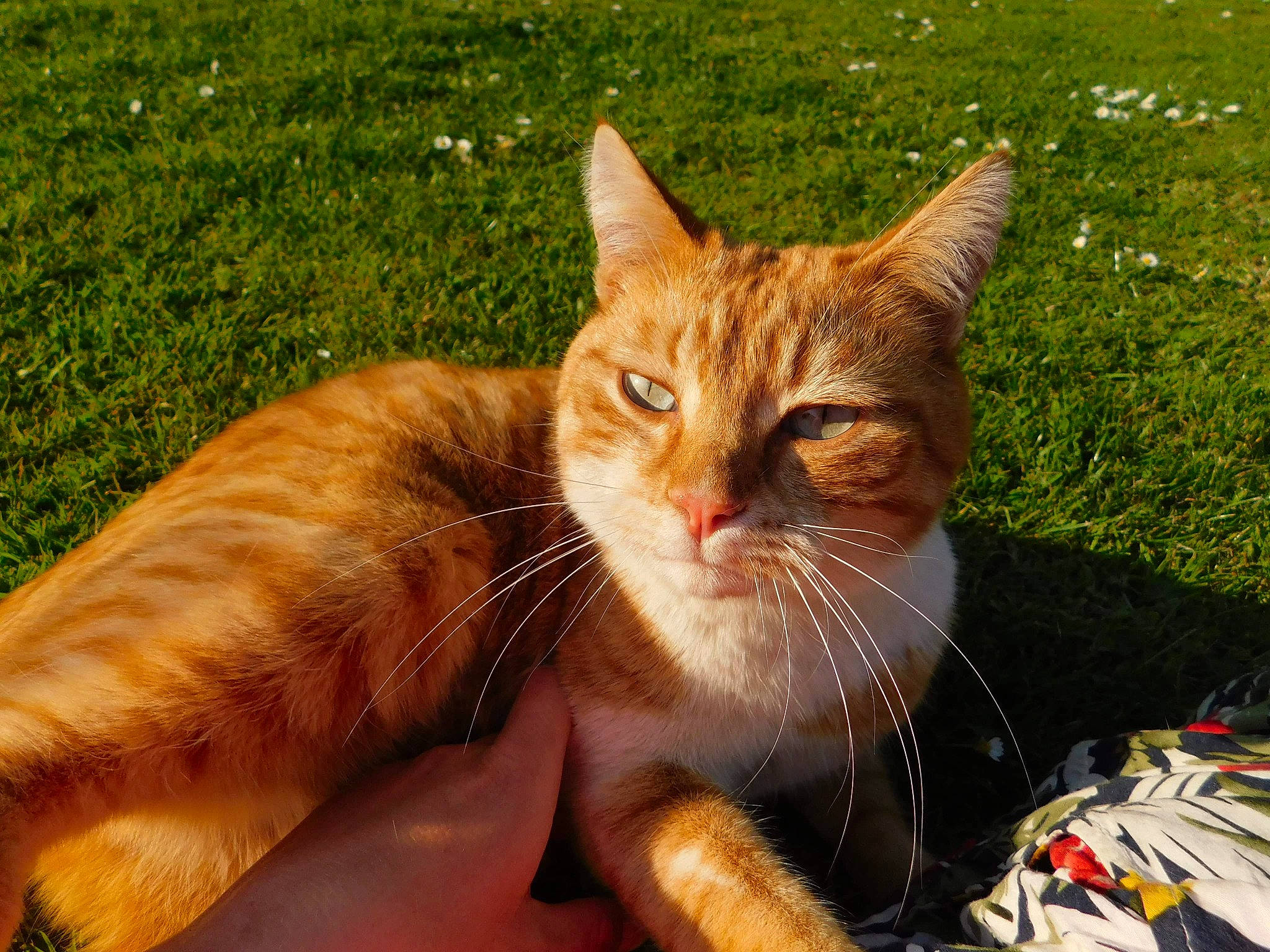 Zula a rejoint le concours — aidez-le/la à gagner de superbes lots ! carnivore, cat, claw, domestic_short_haired_cat, eye, fawn, felidae, fur, gesture, grass, leg, paw, plant, small_to_medium_sized_cats, snout, tail, tree, whiskers, wildlife, window