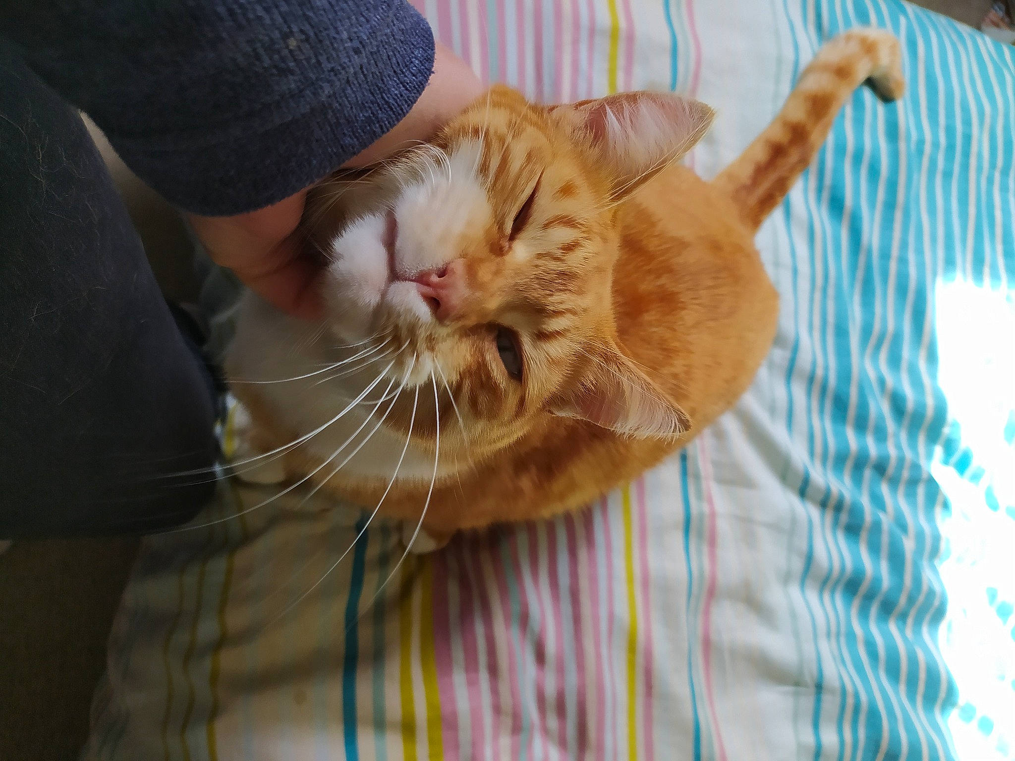 Zula a rejoint le concours — aidez-le/la à gagner de superbes lots ! carnivore, cat, claw, devon_rex, domestic_short_haired_cat, drinking, ear, fawn, felidae, fur, gesture, nail, nap, paw, small_to_medium_sized_cats, snout, tail, whiskers, wildlife