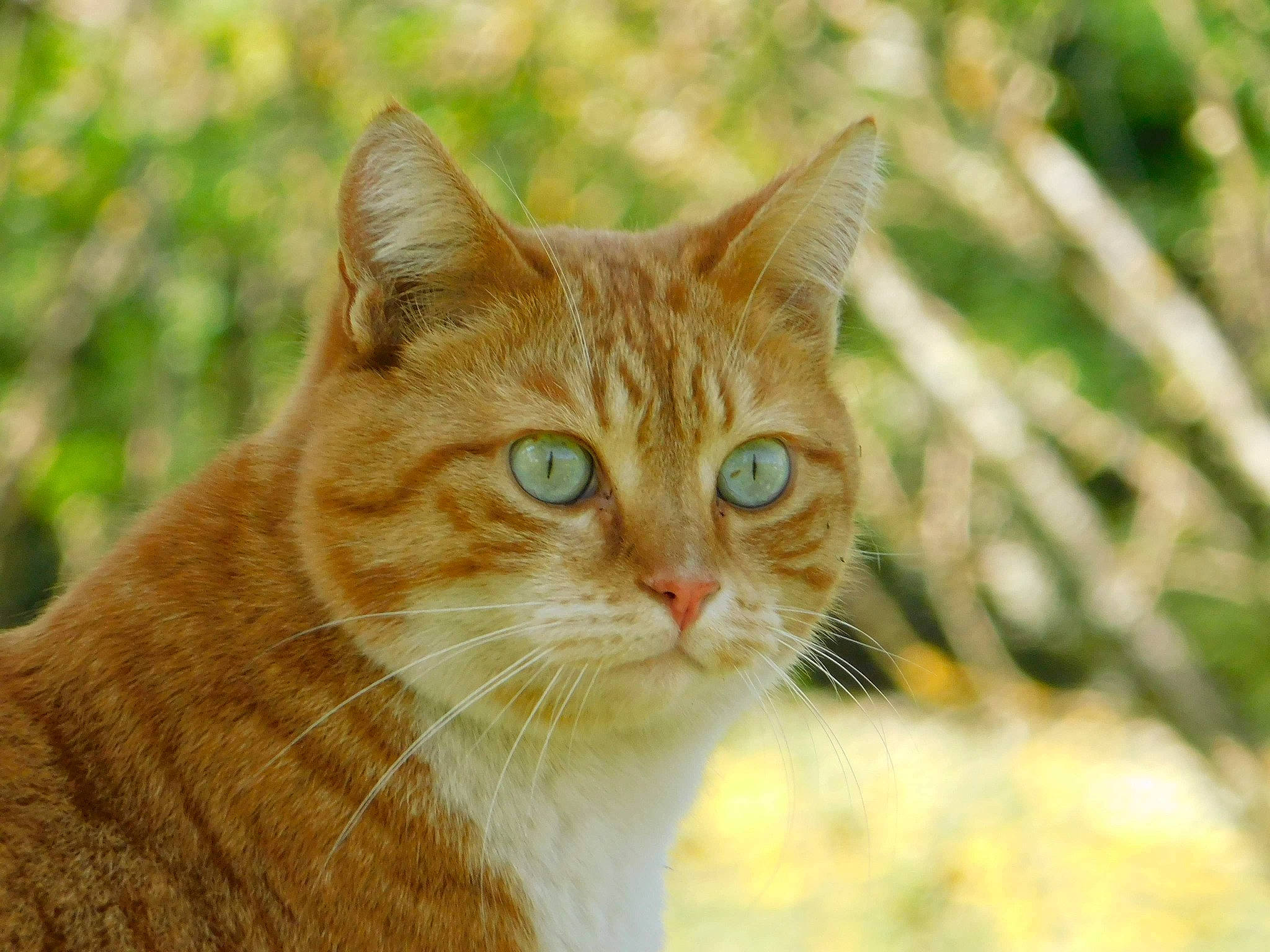 Zula participe au concours pour gagner de l'argent avec cette photo : art, carnivore, cat, domestic_short_haired_cat, eye, fawn, felidae, fur, grass, iris, natural_landscape, plant, small_to_medium_sized_cats, snout, tail, terrestrial_animal, tree, whiskers, wildlife, wood