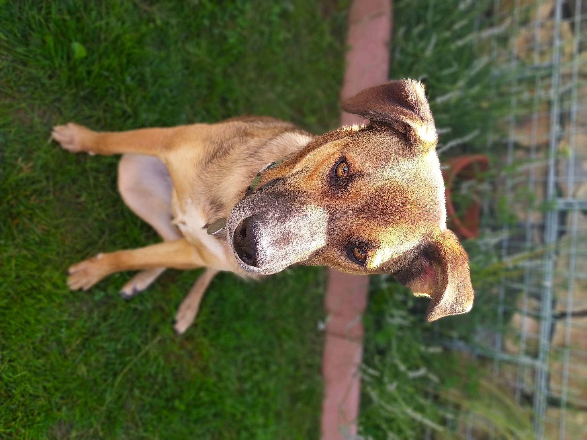 Ashton a rejoint le concours — aidez-le/la à gagner de superbes lots ! biting, canidae, carnivore, collar, dog, dog_breed, fawn, fence, grass, plant, snout, tail, terrestrial_animal, tree, whiskers, wildlife, wood, working_animal, working_dog