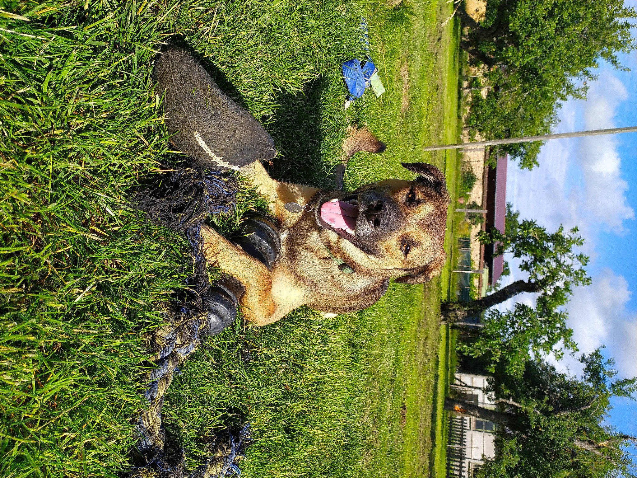 Ashton a rejoint le concours — aidez-le/la à gagner de superbes lots ! art, canidae, carnivore, cloud, collar, companion_dog, dog, dog_breed, fawn, german_shepherd_dog, grass, house, old_german_shepherd_dog, plant, sky, snout, sporting_group, tail, tree, working_animal