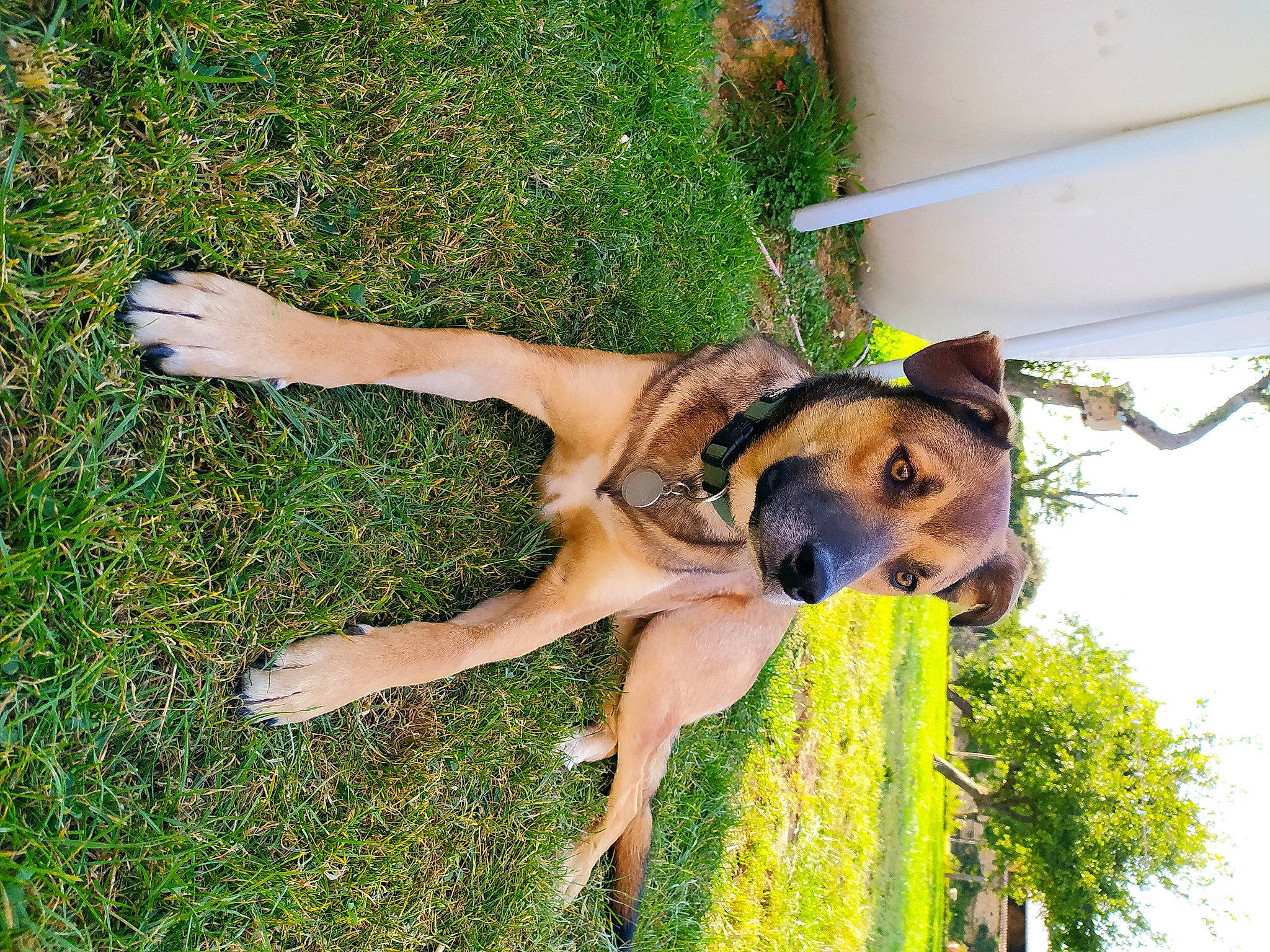 Ashton participe au concours pour gagner de l'argent avec cette photo : canidae, carnivore, companion_dog, dog, dog_breed, dog_collar, fawn, grass, groundcover, guard_dog, people_in_nature, plant, sky, snout, sporting_group, tail, terrestrial_animal, tree, working_animal, working_dog