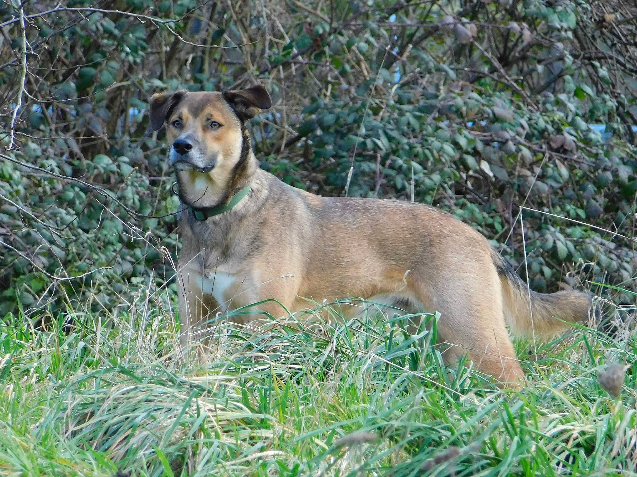 Ashton a rejoint le concours — aidez-le/la à gagner de superbes lots ! ancient_dog_breeds, canidae, carnivore, collar, companion_dog, dog, dog_breed, fawn, grass, hunting_dog, plant, snout, sporting_group, tail, terrestrial_animal, tree, whiskers, working_dog