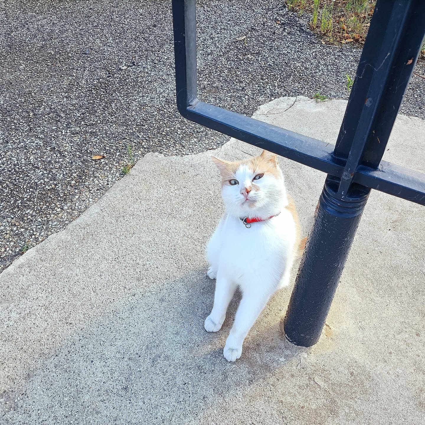 Ninou