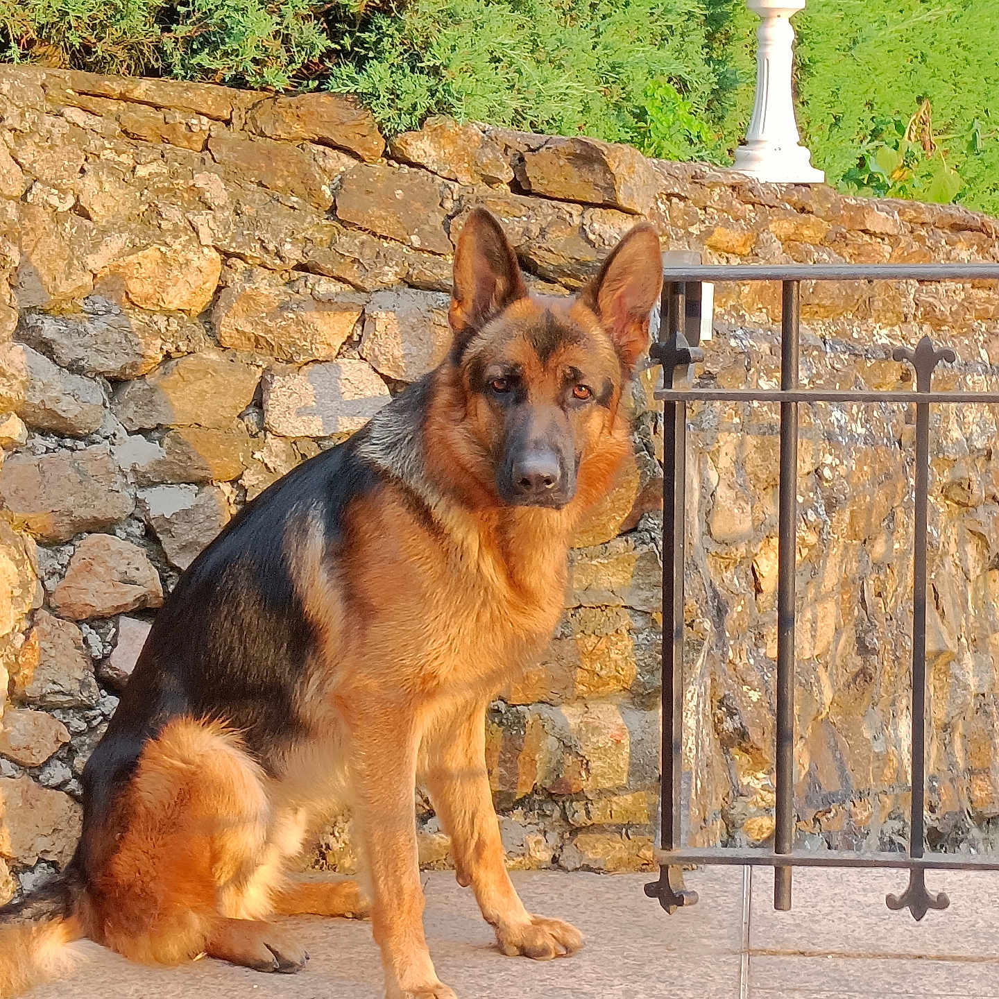 Rocky a rejoint le concours — aidez-le/la à gagner de superbes lots ! animal, architecture, balloon, building, canine, dog, flagstone, germanshepherd, handrail, lamp, path, pet, policedog, puppy, rock, slate, sphere, stonewall, walkway, wall