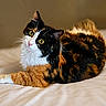 Cali-Coe joined the competition — help win amazing prizes! animal, bed, calico_cat, cat, close_up, curious, cute, domestic_animal, feline, fluffy, fur, indoor, looking_up, pet, portrait, relaxed, resting, soft_light, whiskers, yellow_eyes