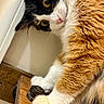 animal, calico_cat, cat, claws, close_up, curious, cute, domestic_cat, feline, fur, indoor, knob, paw, pet, pink_nose, portrait, soft_fur, whiskers, wooden_chair, yellow_eyes