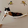 Cali-Coe is registered to the contest to win money with this photo: animal, bird_decal, calico, cat, cute, decor, fabric, feline, flower_decal, fur, hammock, home, indoor, lounge, paw, pet, relaxed, wall, whiskers, wood