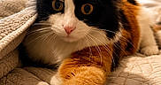 Cali-Coe joined the competition — help win amazing prizes! animal, calico_cat, cat, close_up, cozy, cute, domestic, eyes, feline, fur, indoor, mammal, paw, pet, portrait, quilt, relaxed, resting, soft_light, whiskers