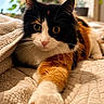animal, calico_cat, cat, close_up, cozy, cute, domestic, eyes, feline, fur, indoor, mammal, paw, pet, portrait, quilt, relaxed, resting, soft_light, whiskers