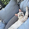 blue_eyes, cat, cream_fur, cushions, feline, greenery, hanging_chair, kitten, lounging, outdoor, patio, pet, pillows, portrait, raised_paw, relaxed, stretching, striped_tail, sunlight, woven_furniture