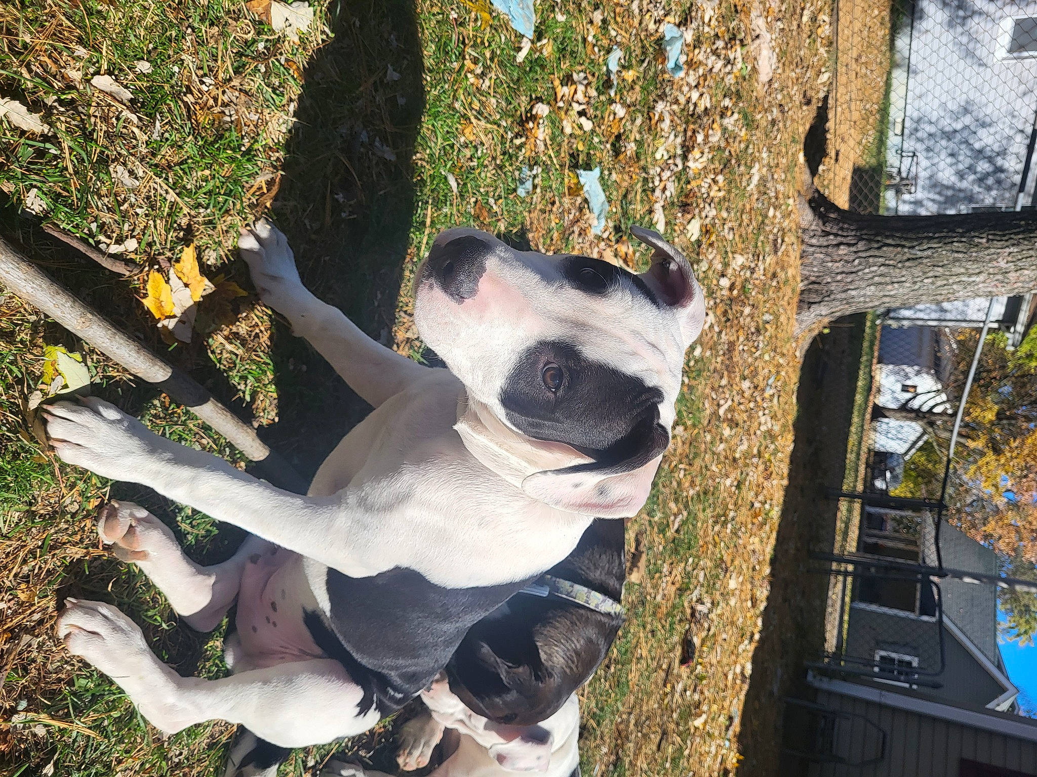 Apollo joined the competition — help win amazing prizes! building, canidae, carnivore, collar, companion_dog, dog, dog_breed, dog_collar, fawn, grass, plant, snout, sporting_group, tail, toy_dog, tree, trunk, window, wood, working_animal