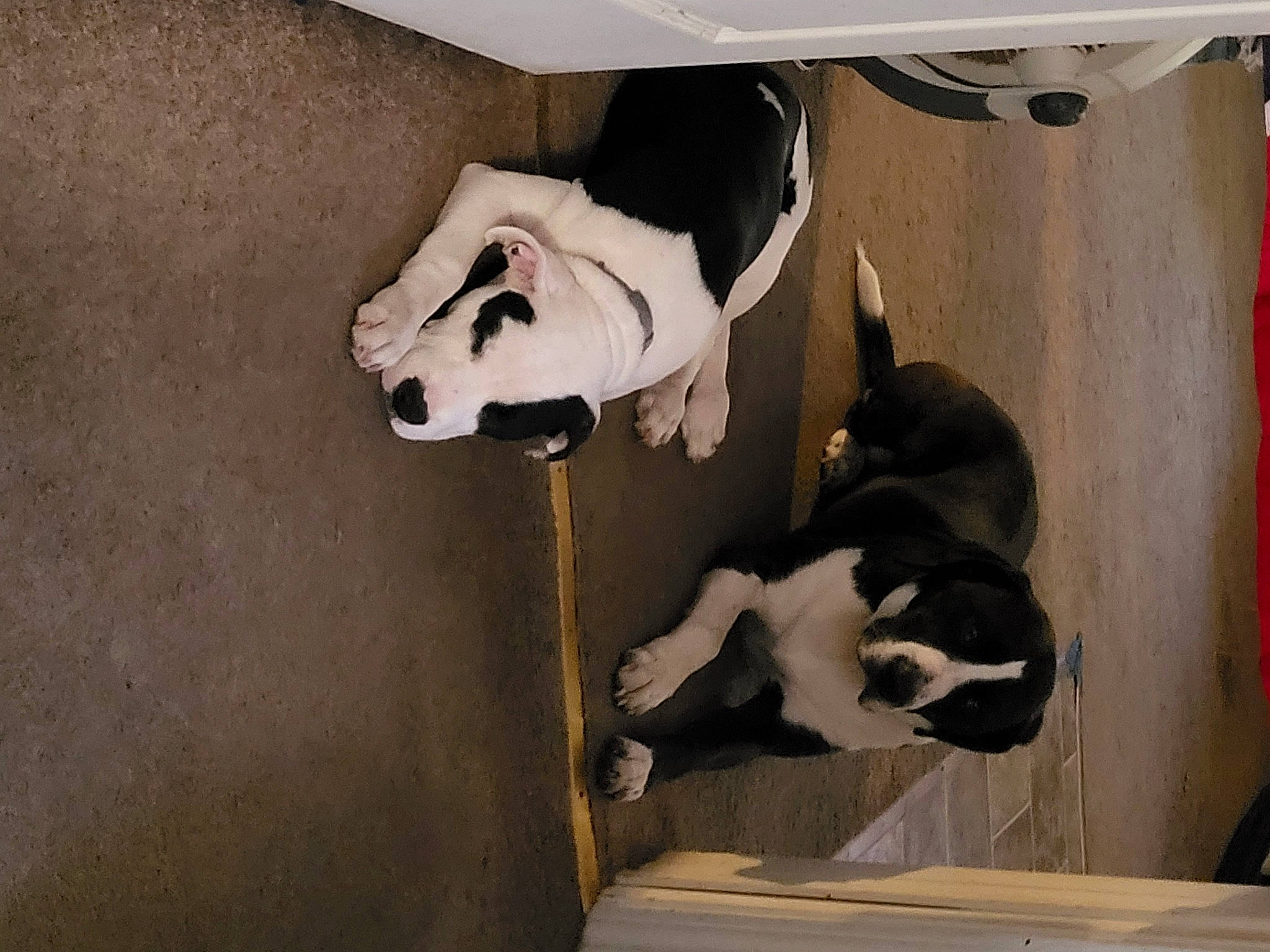 Apollo joined the competition — help win amazing prizes! art, canidae, carnivore, companion_dog, dog, dog_breed, door, fawn, hardwood, non_sporting_group, room, snout, sporting_group, stairs, tail, window, wood, working_animal