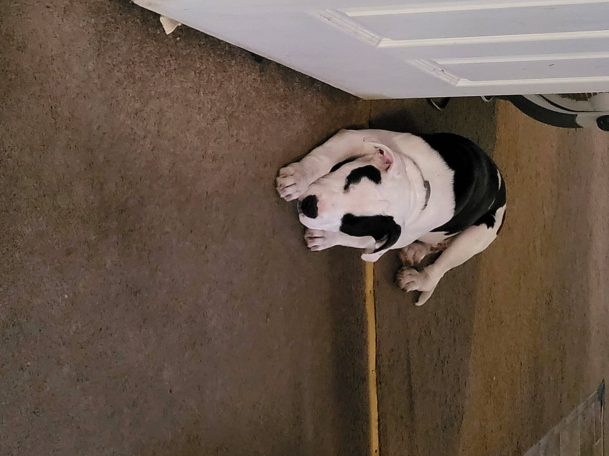 Apollo is registered to the contest to win money with this photo: beige, carnivore, ceiling, companion_dog, dog, dog_breed, door, fawn, floor, flooring, grey, hardwood, plaster, room, sporting_group, tail, vehicle_door, window, wood, working_animal