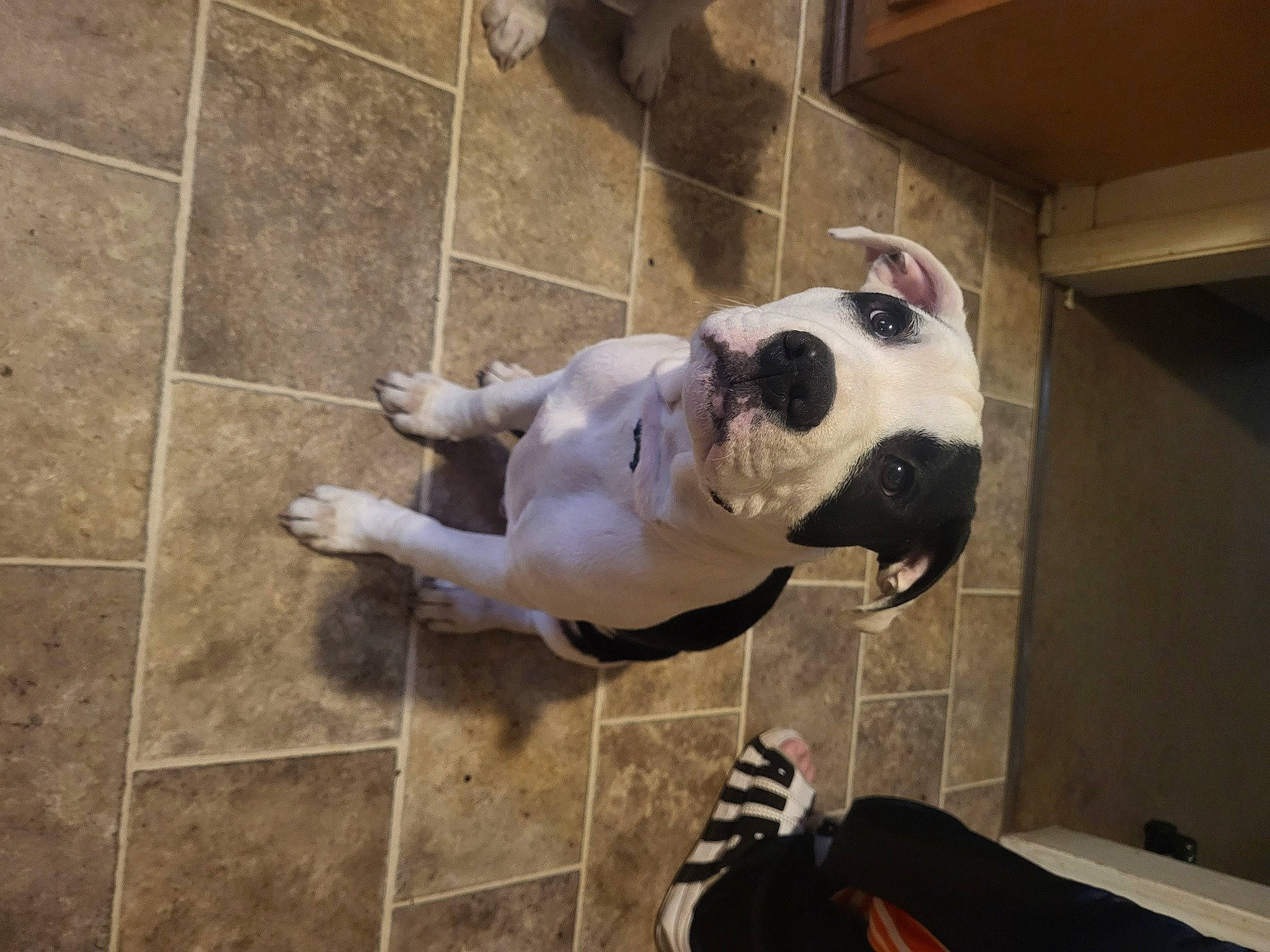 Apollo joined the competition — help win amazing prizes! ball, canidae, carnivore, collar, companion_dog, dog, dog_breed, dog_collar, dog_supply, fawn, flooring, leash, pet_supply, snout, sporting_group, tail, tile_flooring, toy, wood, working_animal