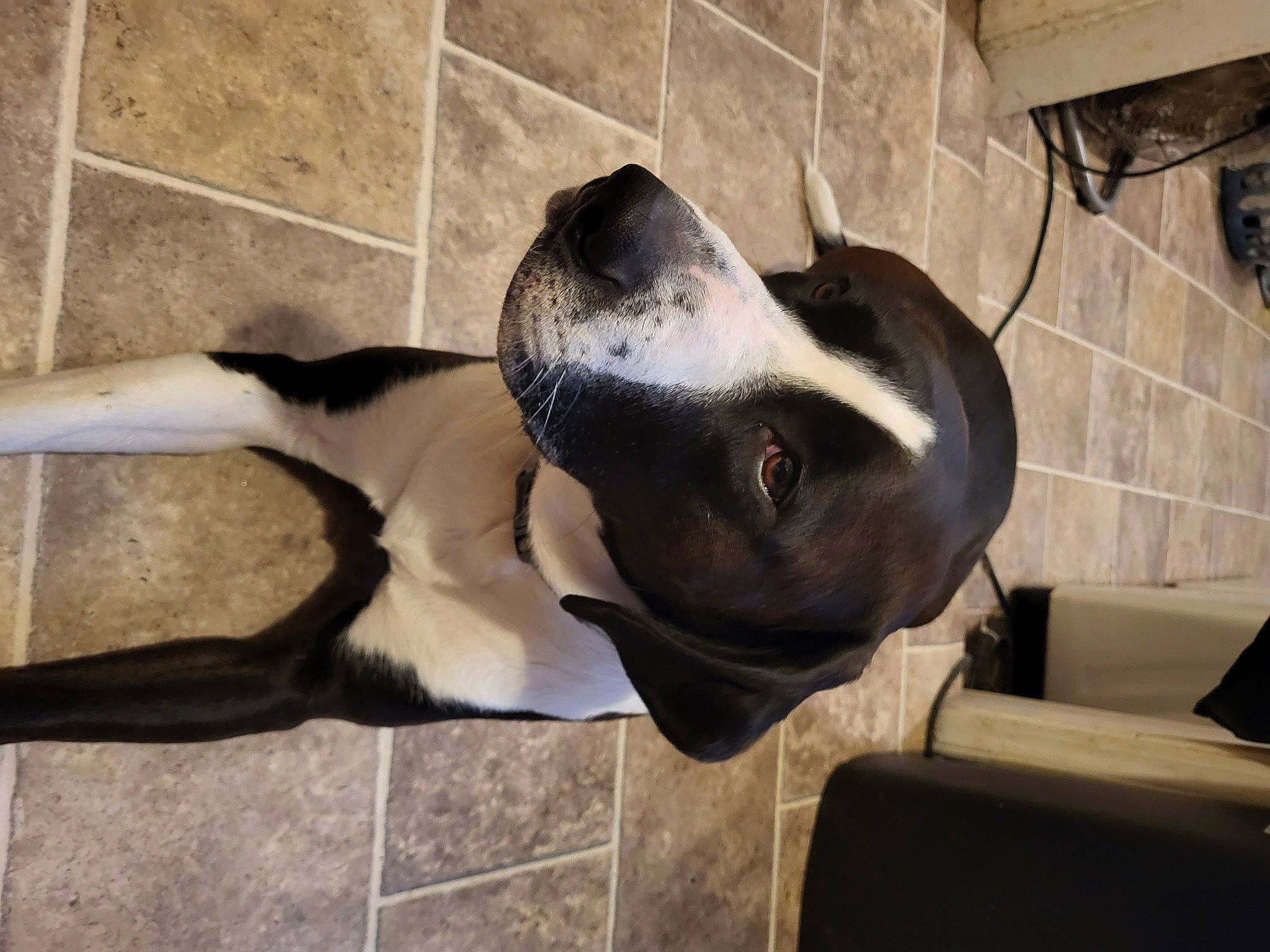 Zeus is registered to the contest to win money with this photo: art, canidae, carnivore, companion_dog, dog, dog_breed, fawn, flooring, fur, mammal, non_sporting_group, sculpture, snout, sporting_group, tail, terrestrial_animal, vertebrate, whiskers, window, working_animal