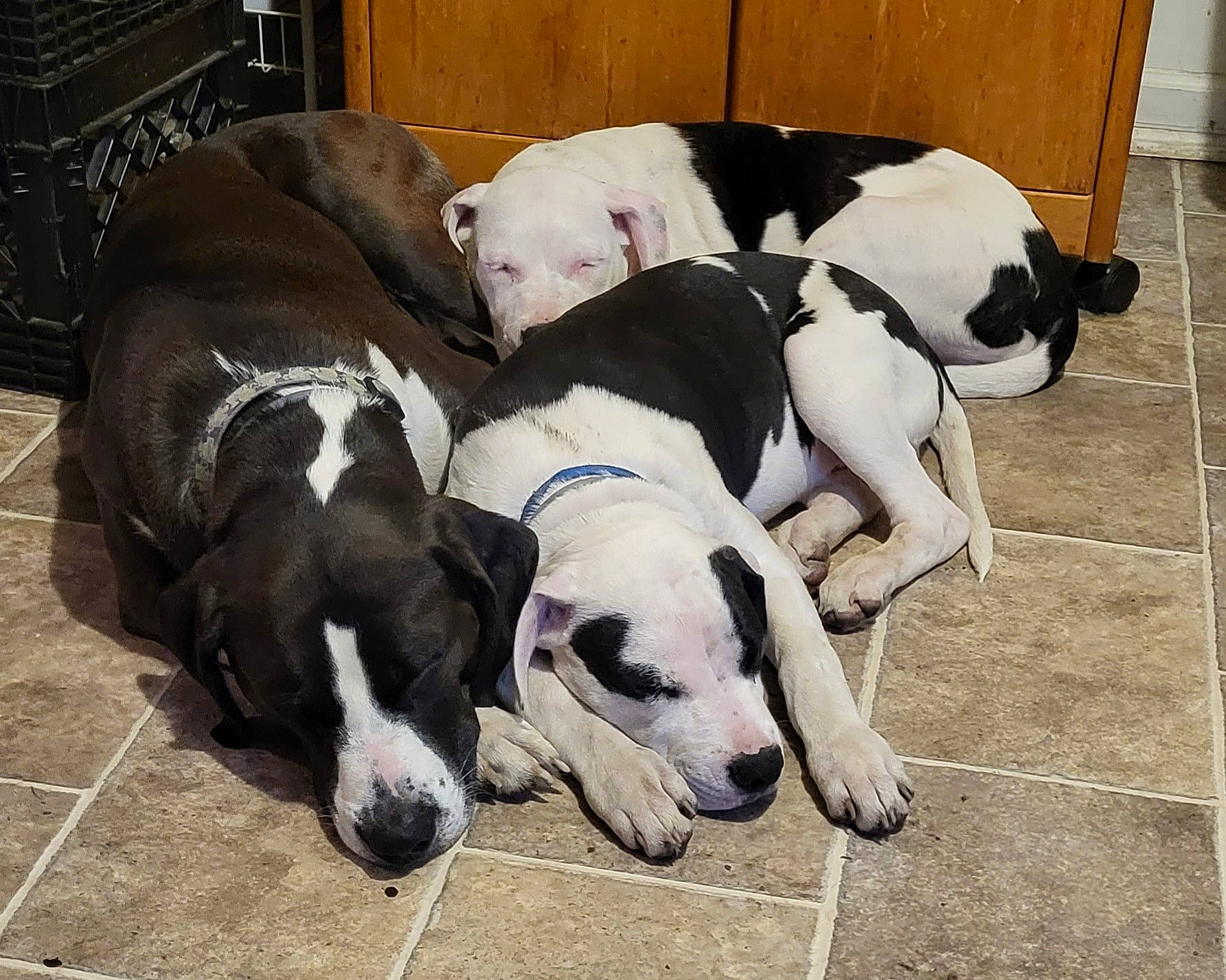 Zeus is registered to the contest to win money with this photo: canidae, carnivore, comfort, companion_dog, dog, dog_breed, dog_supply, fawn, non_sporting_group, pet_supply, snout, sporting_group, terrestrial_animal, working_animal