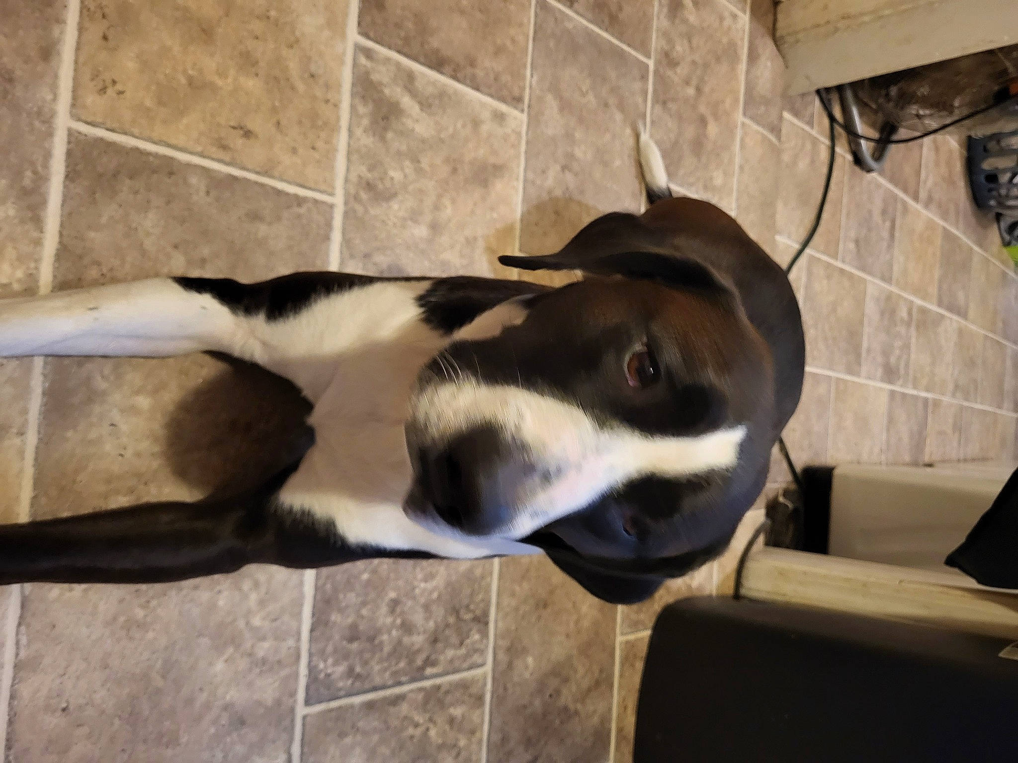 Zeus is registered to the contest to win money with this photo: canidae, carnivore, collar, companion_dog, dog, dog_breed, fawn, flooring, fur, mammal, non_sporting_group, pet_supply, snout, sporting_group, tail, terrestrial_animal, vertebrate, whiskers, wood, working_animal