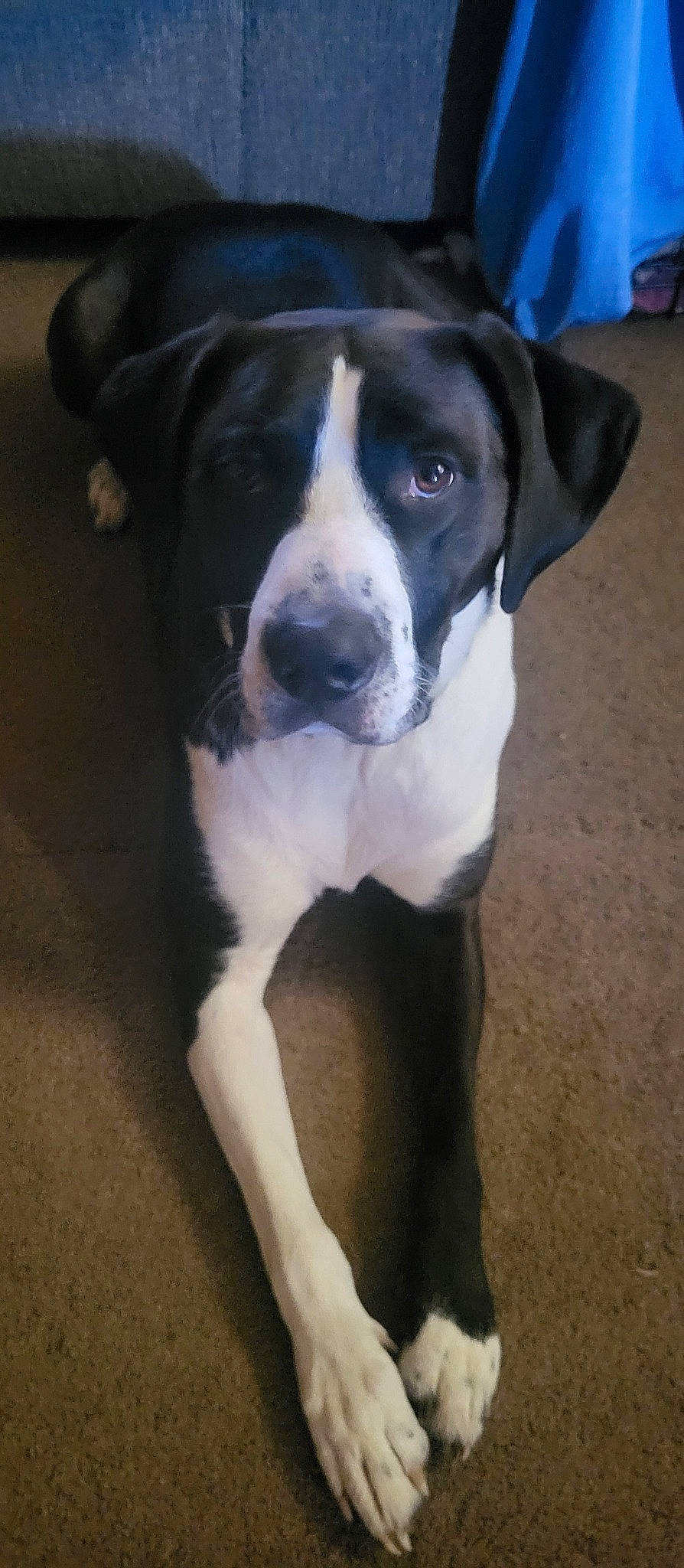 Zeus joined the competition — help win amazing prizes! canidae, carnivore, companion_dog, dog, dog_breed, metal, non_sporting_group, sporting_group, tail, terrestrial_animal, whiskers, window, working_animal, working_dog