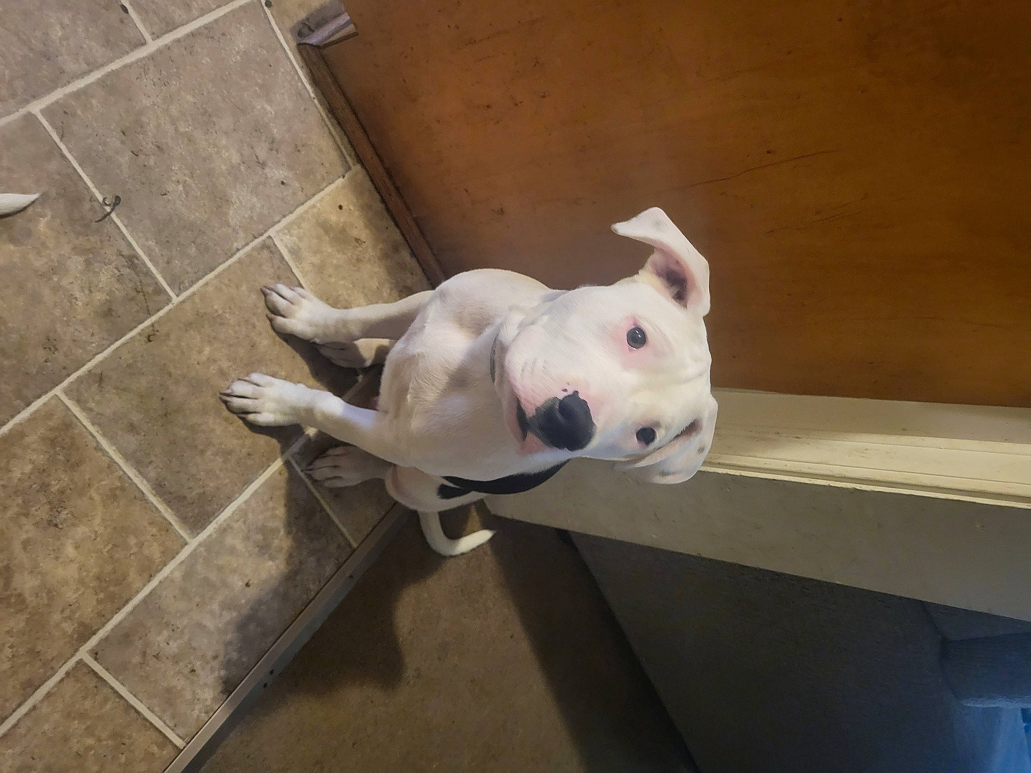 Linus is registered to the contest to win money with this photo: bulldog, canidae, carnivore, collar, companion_dog, dog, dog_breed, dog_collar, ear, flooring, molosser, pet_supply, sporting_group, tail, terrestrial_animal, tile_flooring, toy_dog, whiskers, wood, working_animal