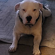 Linus is registered to the contest to win money with this photo: dog, white_dog, black_spots, lying_down, floor, rug, indoor, pet, canine, animal, looking_at_camera, paws, ears, nose, shoes, background, quiet, companion, domestic, resting