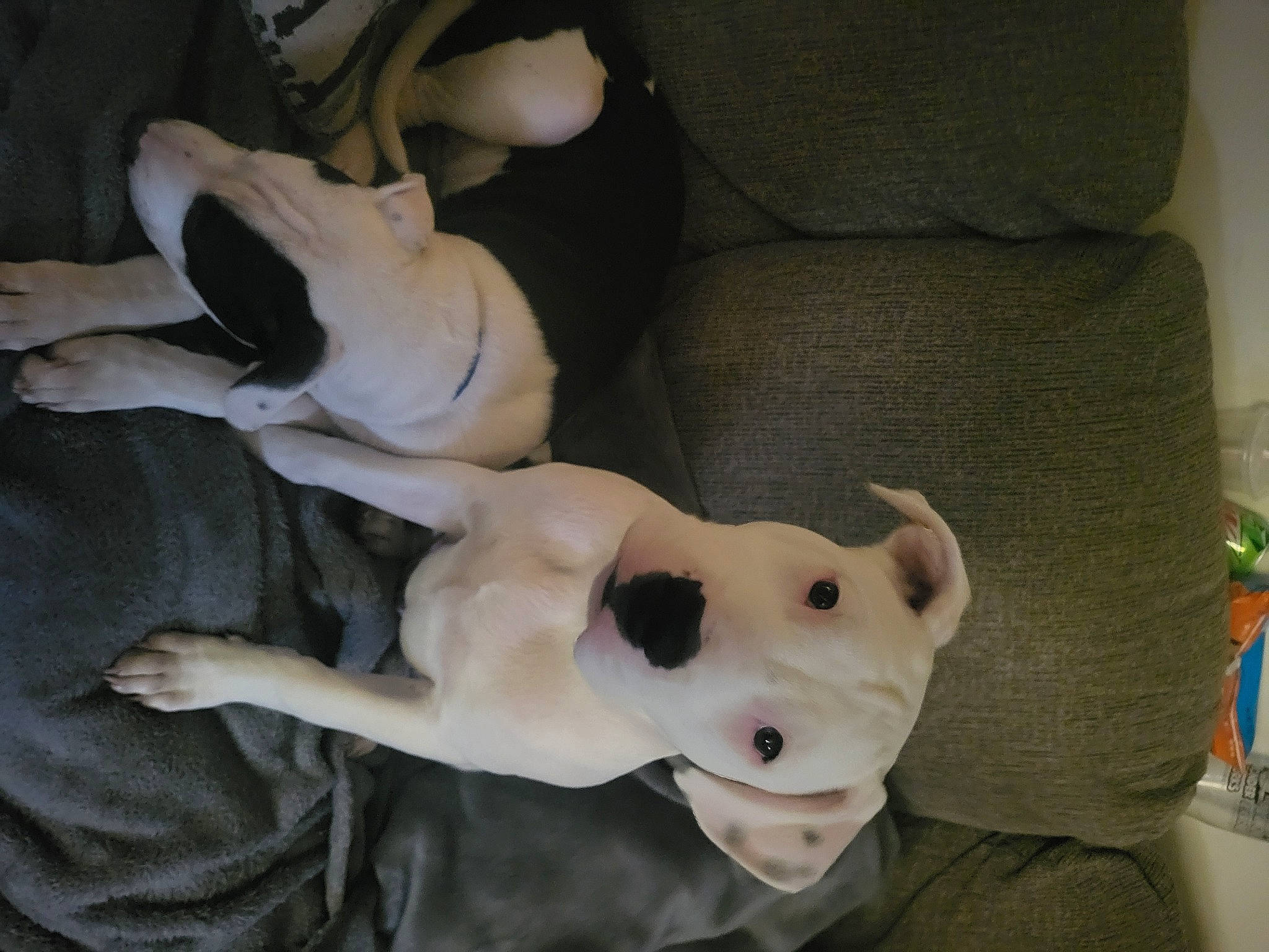 Linus is registered to the contest to win money with this photo: canidae, carnivore, comfort, companion_dog, couch, dog, dog_breed, fawn, felidae, fur, linens, plush, snout, sporting_group, stuffed_toy, tail, toy, toy_dog, wood, working_animal