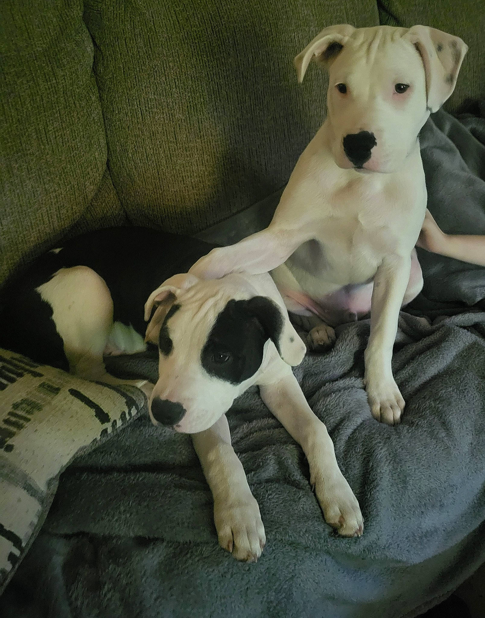 Linus is registered to the contest to win money with this photo: canidae, carnivore, comfort, companion_dog, couch, dog, dog_breed, dog_supply, fawn, non_sporting_group, paw, pet_supply, puppy_love, snout, sporting_group, street_dog, tail, terrestrial_animal, toy_dog, working_animal