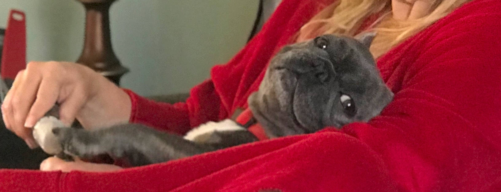 Pretty Fancy joined the competition — help win amazing prizes! british_shorthair, carnivore, cat, chartreux, chinchilla, fawn, felidae, french_bulldog, kitten, korat, mammal, rabbit, rabbits_and_hares, russian_blue, small_to_medium_sized_cats, snout, whiskers