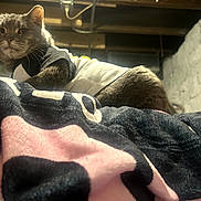 Moon joined the competition — help win amazing prizes! cat, gray_cat, pet, animal, indoor, blanket, furniture, basement, exposed_pipes, brick_wall, cozy, outfit, clothing, curious, fur, whiskers, portrait, mammal, resting, low_angle
