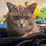 cat, gray_tabby, toy_spider, toy, plush_toys, indoor, pet, animal, close_up, face, ears, whiskers, fur, looking, resting, background, colorful, soft_toys, cute, funny