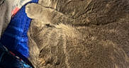Moon is registered to the contest to win money with this photo: cat, sleeping, grey_cat, curled_up, blanket, blue_blanket, red_pattern, pillow, cozy, resting, indoor, feline, fur, pet, cute, domestic_animal, nap, soft, warm, comfort