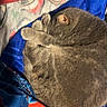 cat, sleeping, grey_cat, curled_up, blanket, blue_blanket, red_pattern, pillow, cozy, resting, indoor, feline, fur, pet, cute, domestic_animal, nap, soft, warm, comfort