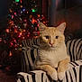 cat, cream_colored, zebra_striped_chair, christmas_tree, holiday_lights, indoor, cozy, pets, feline, decorations, festive, living_room, animal, cute, relaxed, cute_pet, domestic_cat, holiday, colorful_lights, fur