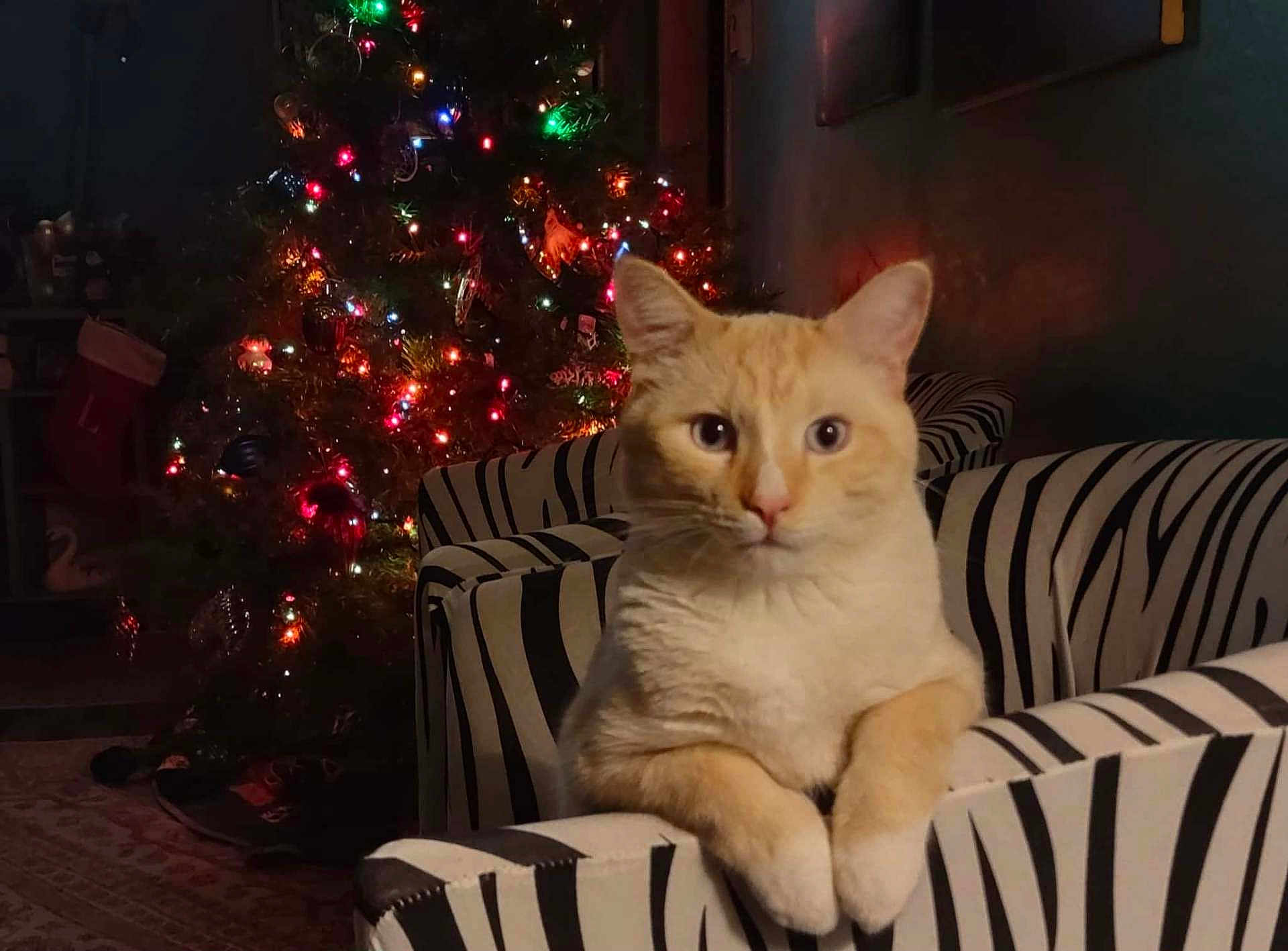 Earl The Pearl is registered to the contest to win money with this photo: cat, cream_colored, zebra_striped_chair, christmas_tree, holiday_lights, indoor, cozy, pets, feline, decorations, festive, living_room, animal, cute, relaxed, cute_pet, domestic_cat, holiday, colorful_lights, fur