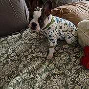 Ozzy joined the competition — help win amazing prizes! animal, bed, brown, clothing, cozy, cute, dog, ears, french_bulldog, gray, green, indoor, looking, onesie, patterned, pet, pillow, puppy, quilt, small_dog