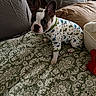 animal, bed, brown, clothing, cozy, cute, dog, ears, french_bulldog, gray, green, indoor, looking, onesie, patterned, pet, pillow, puppy, quilt, small_dog