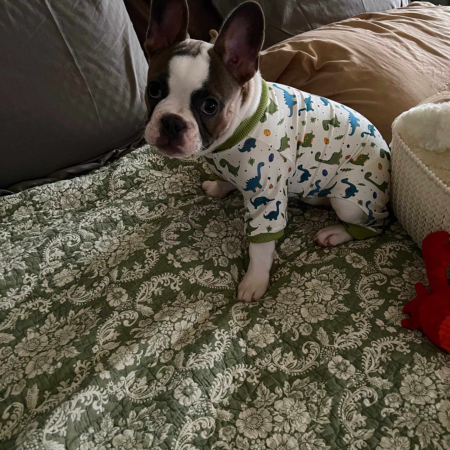 Ozzy