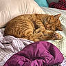 cat, orange_cat, sleeping, bed, blanket, pillow, cozy, indoor, feline, pet, fur, relaxation, domestic_animal, resting, cute, whiskers, claws, comfort, purple_blanket, patterned_blanket