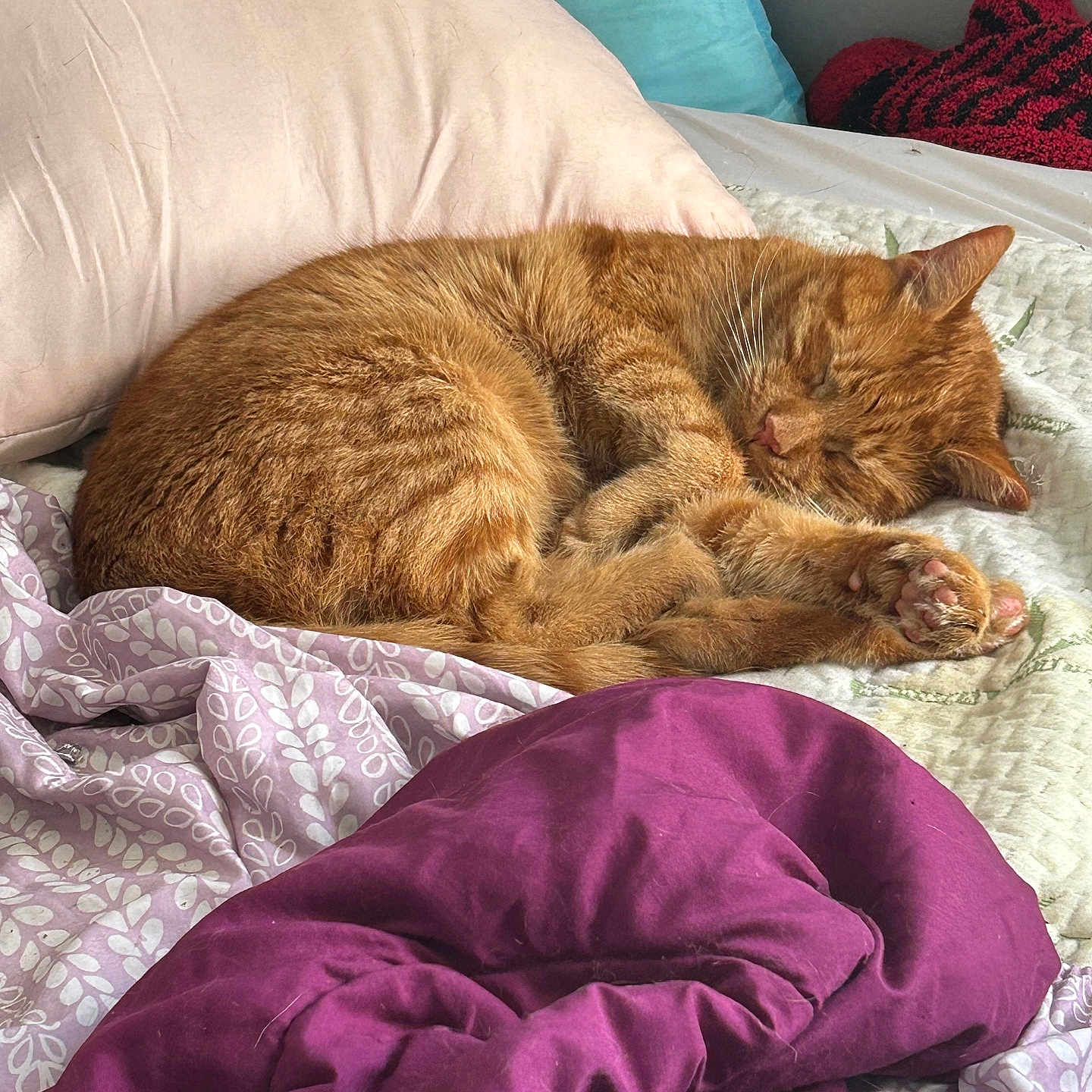 Stephanie Stancil joined the competition — help win amazing prizes! cat, orange_cat, sleeping, bed, blanket, pillow, cozy, indoor, feline, pet, fur, relaxation, domestic_animal, resting, cute, whiskers, claws, comfort, purple_blanket, patterned_blanket
