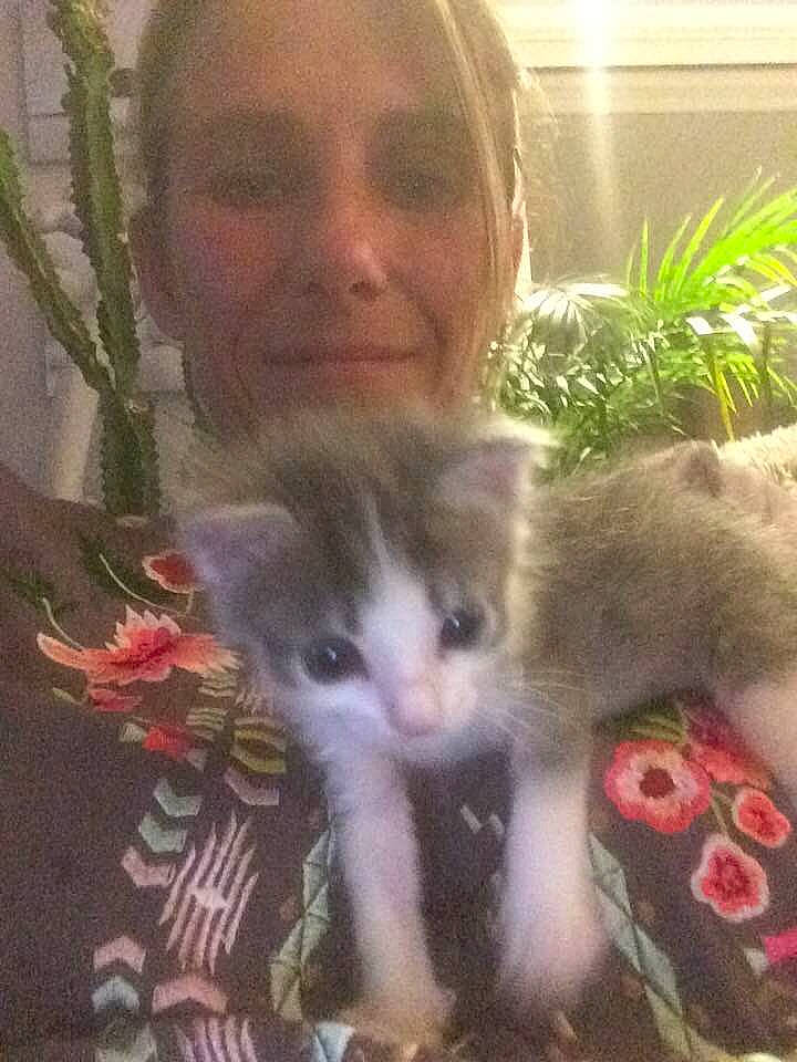 Nanika participe au concours pour gagner de l'argent avec cette photo : cat, cat_like_mammal, domestic_short_haired_cat, fauna, kitten, person, small_to_medium_sized_cats, snout, whiskers