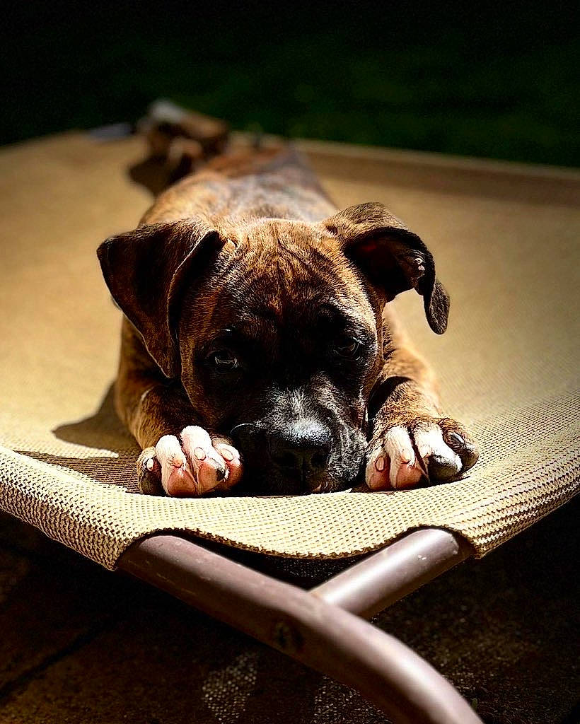 Cinnamon is registered to the contest to win money with this photo: bored, boxer, canidae, carnivore, comfort, companion_dog, dog, dog_breed, fawn, guard_dog, liver, pet_supply, snout, sporting_group, terrestrial_animal, tints_and_shades, toy_dog, wood, working_animal, wrinkle