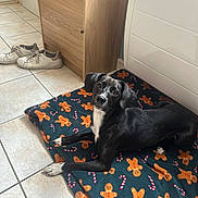 Nala participe au concours pour gagner de l'argent avec cette photo : black_dog, blanket, candy_canes, companion, cozy, curious_eyes, dog, domestic_animal, floor, gingerbread_men, indoor, laying_down, looking_up, pet, resting, shiny_coat, tile_floor, white_chest, white_paws, wooden_furniture