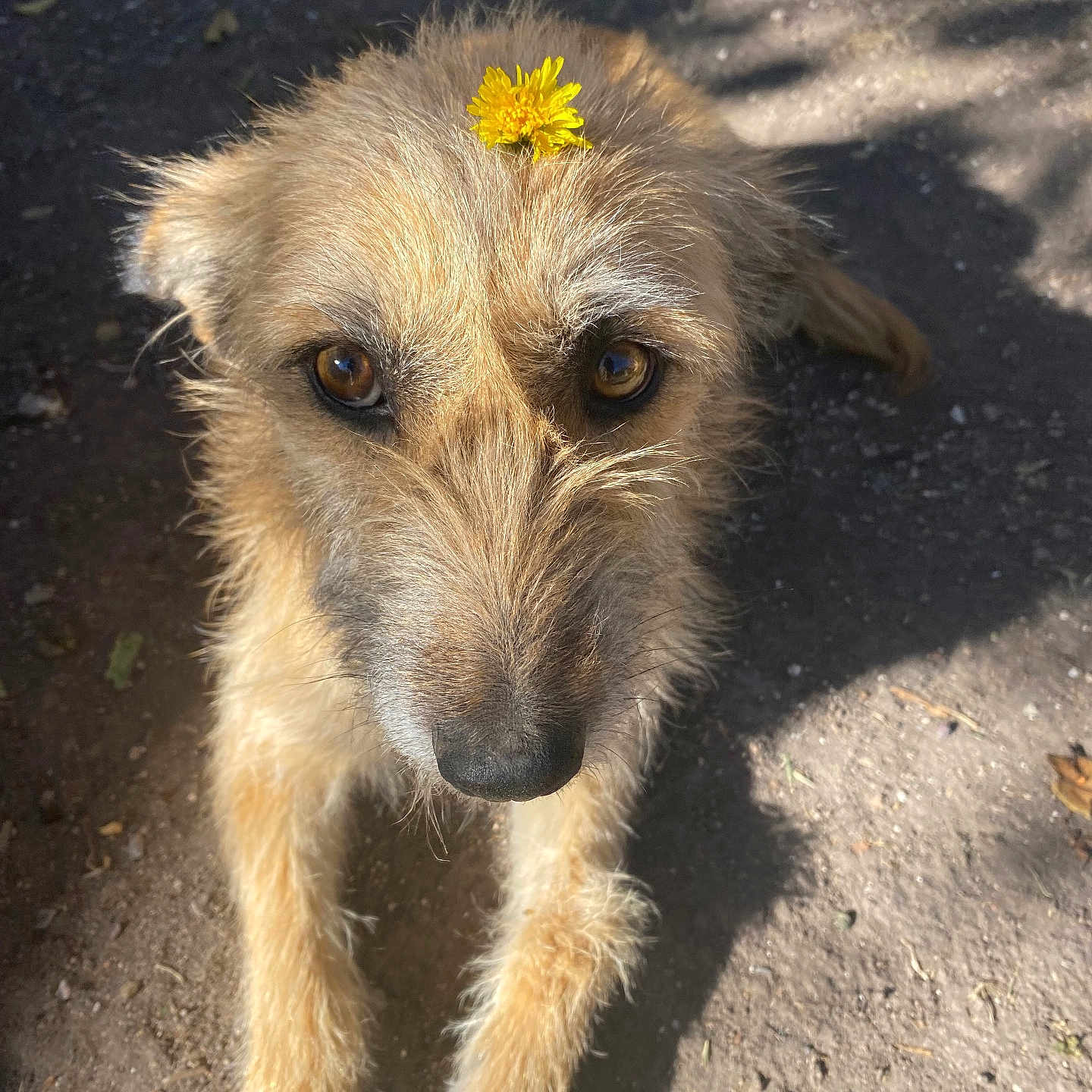 Greñas joined the competition — help win amazing prizes! adorable, animal, brown_fur, canine, closeup, cute, daylight, dog, flower, friendly, fur, grass, ground, looking_up, nature, outdoor, pet, portrait, sunlight, yellow_flower