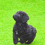 Ozzy is registered to the contest to win money with this photo: puppy, dog, black_fur, curly_fur, grass, outdoor, pet, animal, young, playful, cute, small_dog, green_background, nature, fur, mammal, canine, looking_up, motion, adorable