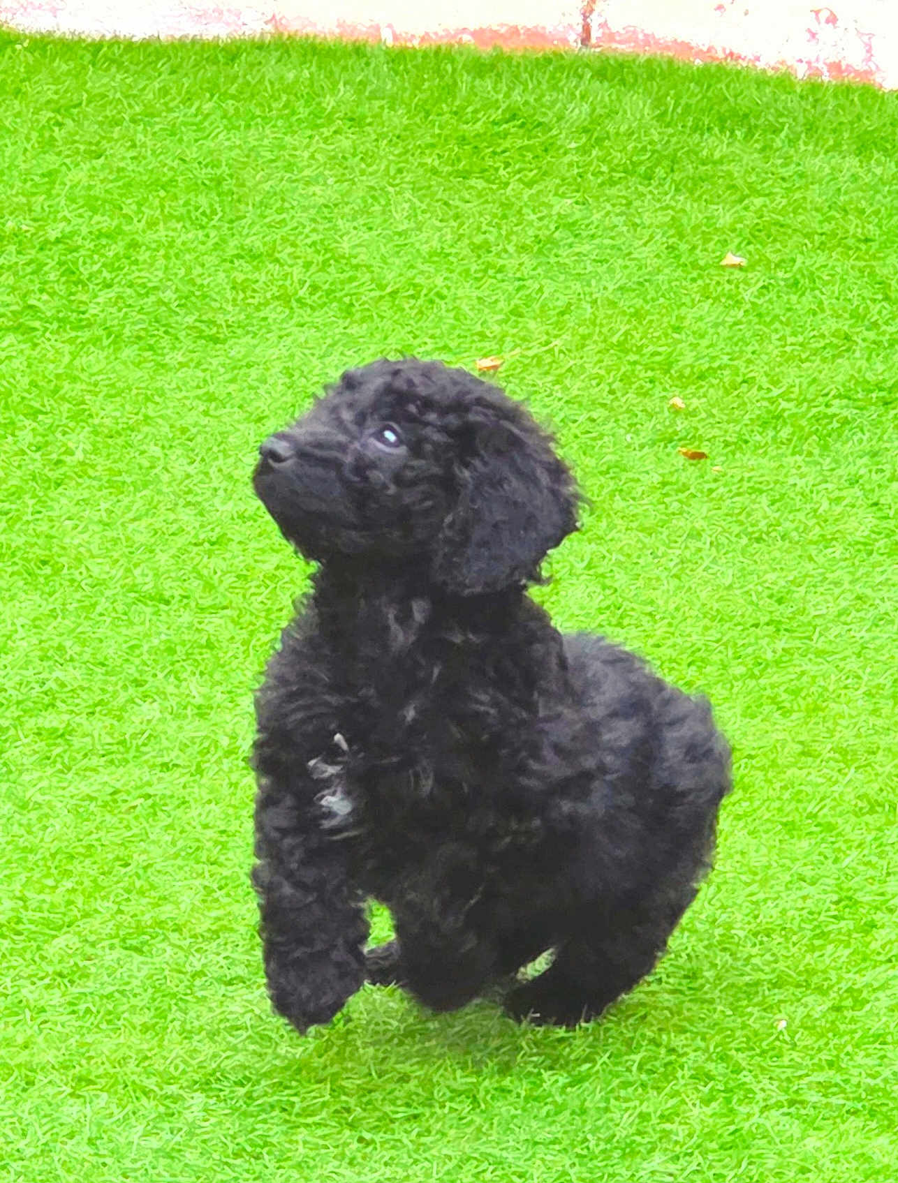 Ozzy is registered to the contest to win money with this photo: puppy, dog, black_fur, curly_fur, grass, outdoor, pet, animal, young, playful, cute, small_dog, green_background, nature, fur, mammal, canine, looking_up, motion, adorable