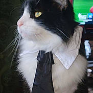 Tupac joined the competition — help win amazing prizes! cat, black_and_white, tie, collar, pet, indoor, feline, whiskers, close_up, fur, profile, domestic_animal, curious, portrait, animal_accessory, yellow_eyes, fluffy, sitting, cute, indoors