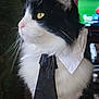 cat, black_and_white, tie, collar, pet, indoor, feline, whiskers, close_up, fur, profile, domestic_animal, curious, portrait, animal_accessory, yellow_eyes, fluffy, sitting, cute, indoors
